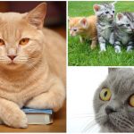 10 curiosos refranes con «Gato» y su significado ¿Conoces más?