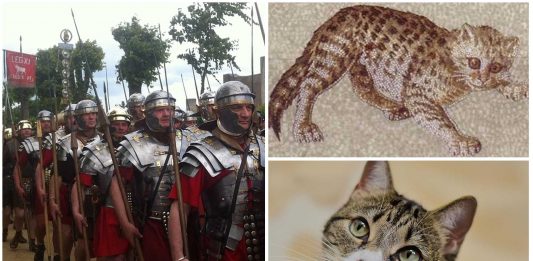 Los gatos que acompañaban a las legiones romanas