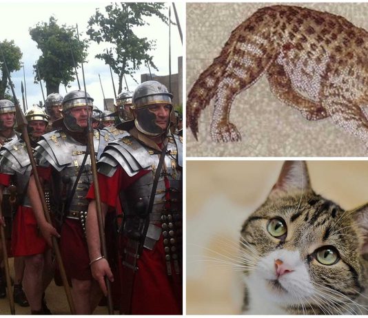 Los gatos que acompañaban a las legiones romanas Los gatos que acompañaban a las legiones romanas