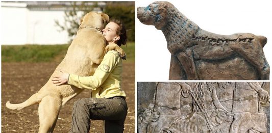 Molosos, los perros guerreros de la antigüedad
