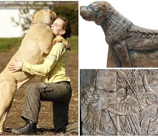 Molosos, los perros guerreros de la antigüedad Molosos, los perros guerreros de la antigüedad