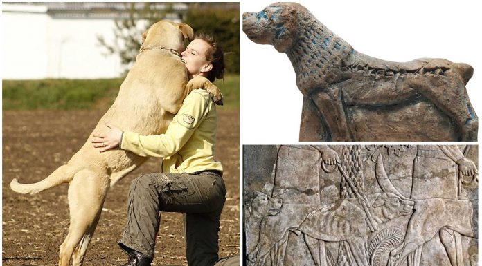 Molosos, los perros guerreros de la antigüedad