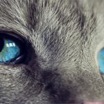 18 fascinantes curiosidades de los gatos