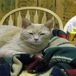 18-fascinantes-curiosidades-de-los-gatos