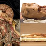 las-escalofriantemente-bellas-venus-anatomicas-del-siglo-xviii