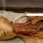 las-escalofriantemente-bellas-venus-anatomicas-del-siglo-xviii