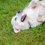 conductas extrañas en perros