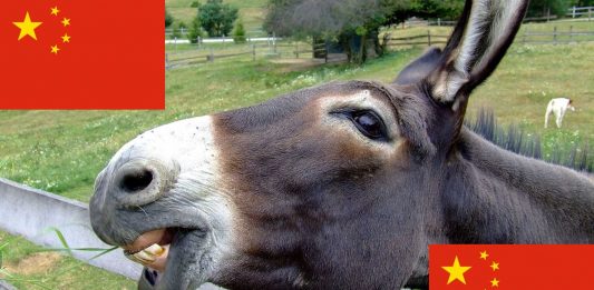 ¿Sabías que China está comprando todos los burros del mundo? ¿Para qué?