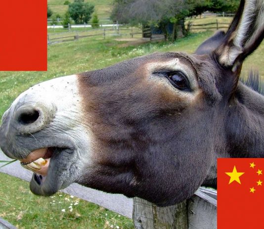 ¿Sabías que China está comprando todos los burros del mundo? ¿Para qué? ¿Sabías que China está comprando todos los burros del mundo? ¿Para qué?