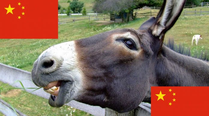¿Sabías que China está comprando todos los burros del mundo? ¿Para qué?