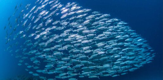 ¿Cómo respiran los peces? | ¡No todos saben la respuesta! cómo respiran los peces