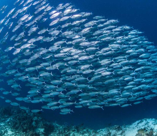 cómo respiran los peces