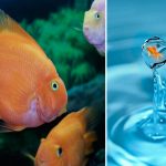 como-respiran-los-peces