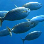 cómo respiran los peces