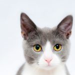 30 fascinantes curiosidades de los gatos