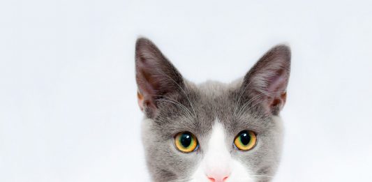 25 Curiosidades de los Gatos | ¡Datos curiosos que no conocías! 30 fascinantes curiosidades de los gatos