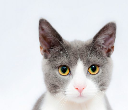 30 fascinantes curiosidades de los gatos
