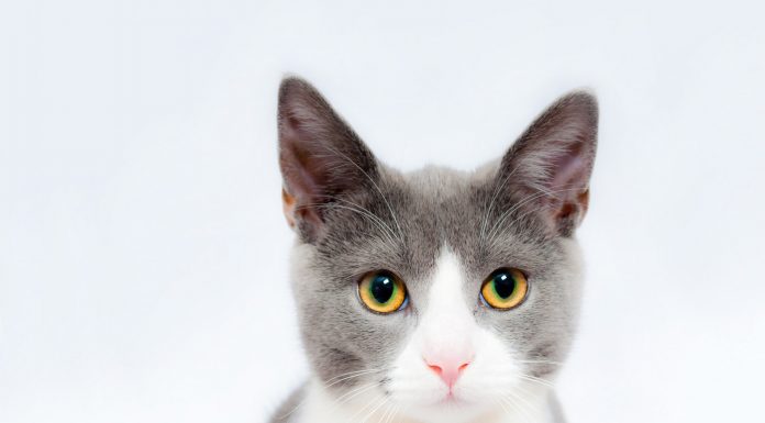 30 fascinantes curiosidades de los gatos