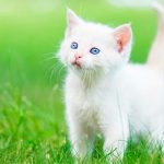 curiosidades de los gatos, gato blanco con ojos azules