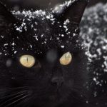 curiosidades de los gatos, gato negro