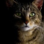 curiosidades los gatos, vista oscuridad