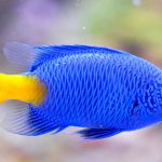 como-respiran-los-peces