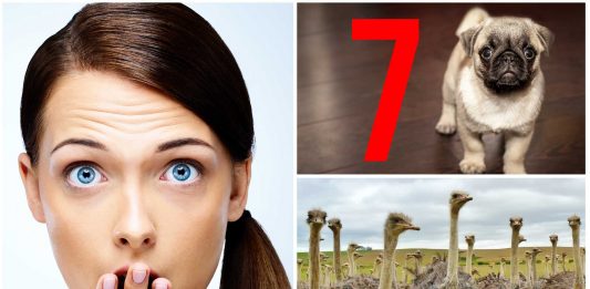 7 absurdos datos sobre animales que NO debes seguir repitiendo
