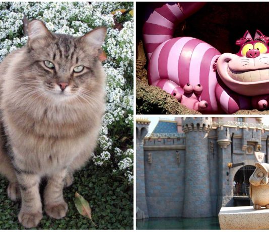 Gatos que trabajan en Disney ¿Lo sabías?