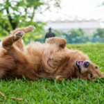 golden-retriever-rolling-on-the-grass-picture-id1251442283