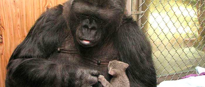 gorila lenguaje a señas