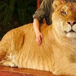 10 curiosidades sobre ligres y tigones ¿los conocías?