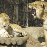 10 curiosidades sobre ligres y tigones ¿los conocías?