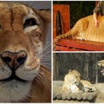 10 curiosidades sobre ligres y tigones ¿los conocías?