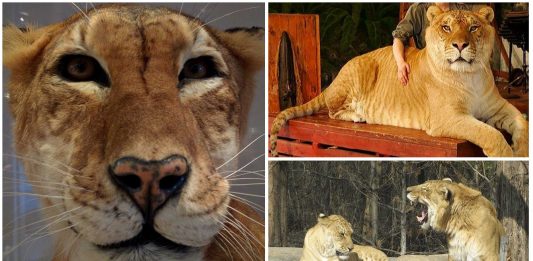 10 curiosidades sobre ligres y tigones ¿los conocías?