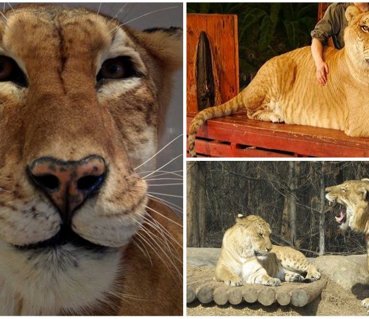 10 curiosidades sobre ligres y tigrones ¿los conocías? 10 curiosidades sobre ligres y tigones ¿los conocías?