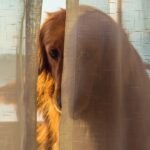 conductas extrañas en perros