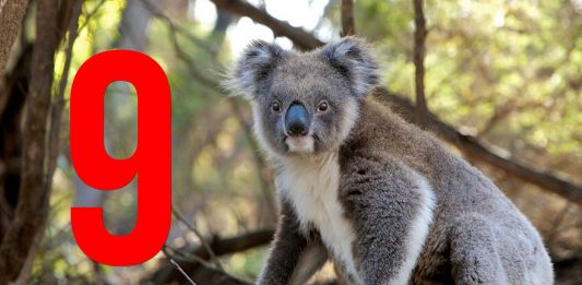 9 curiosidades sobre los koalas que desconocías 9 curiosidades sobre los koalas que desconocías - Supercurioso