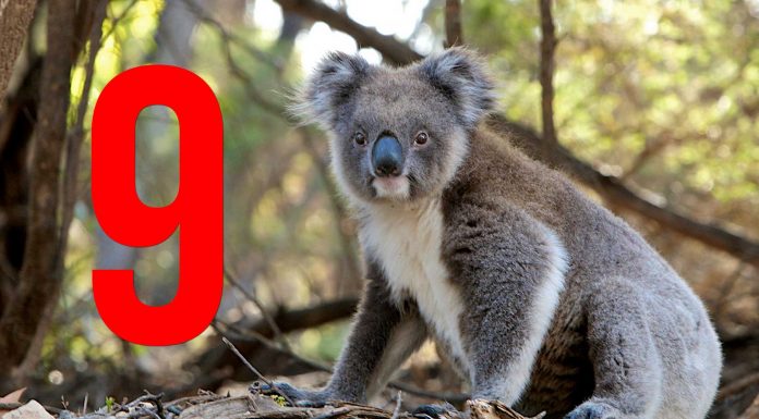 9 curiosidades sobre los koalas que desconocías - Supercurioso