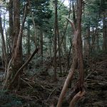 Aokigahara