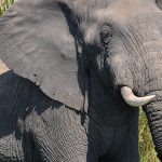 Elefante africano