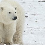 Oso polar