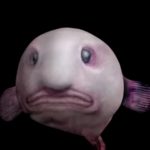 ¿Qué sabes del pez borrón? 9 Datos que quizá no conocías