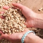 ¿Sabías que al principio el café se comía y no se bebía?