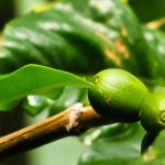 ¿Sabías que al principio el café se comía y no se bebía?