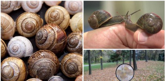 Un profesor busca un caracol zurdo ¿Para qué?