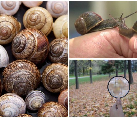Un profesor busca un caracol «zurdo» ¿Para qué? Un profesor busca un caracol zurdo ¿Para qué?