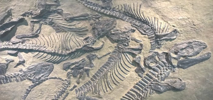 Fósiles de dinosaurio