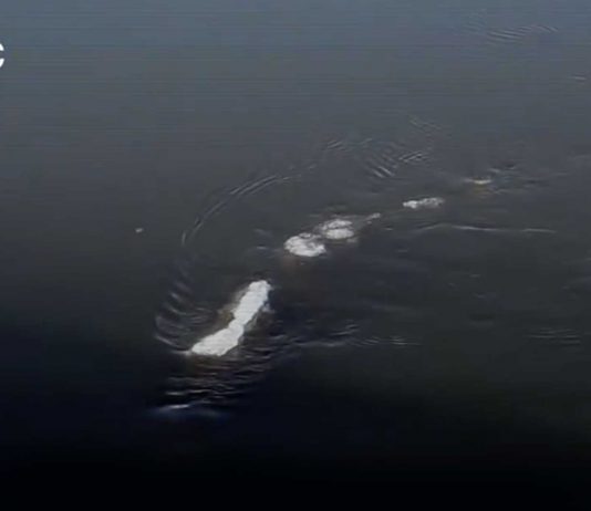 La extraña criatura acuática grabada en Alaska, ¿cuál es tu teoría? La extraña criatura acuática grabada en Alaska, ¿cuál es tu teoría?