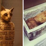 El escándalo de las momias de animales del Antiguo Egipto