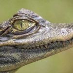 3 Islas MUY peligrosas que no querrás visitar